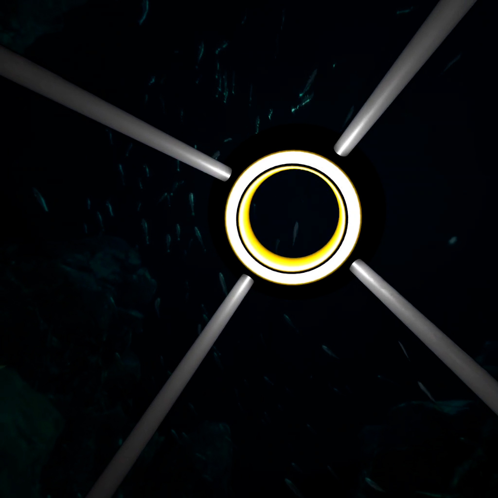 Fauna marina diversa